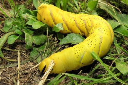 Conferma: larva di Acherontia atropos